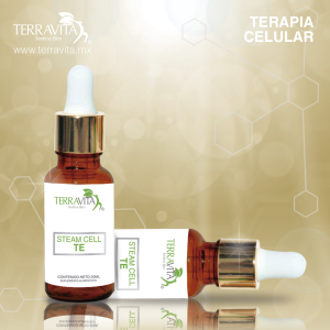 Celula Madre Testiculos